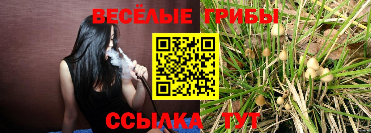 Галлюциногенные грибы Psilocybine cubensis Шатура